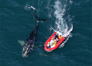 whale disentanglement
