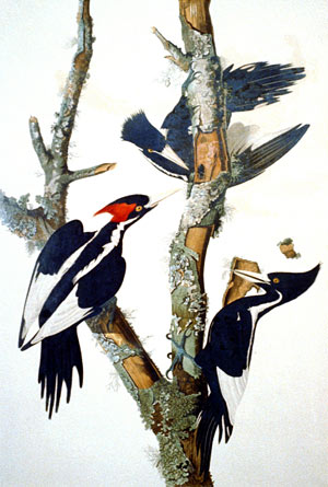Engraving of the Ivory-billed Woodpecker