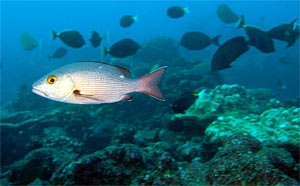 Phoenix Islands