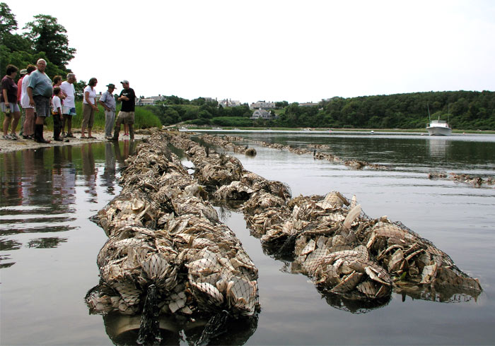 distribute millions of seed oysters