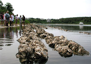 distribute millions of seed oysters