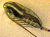 copepod