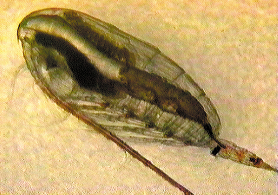 copepod