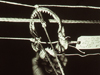 shark jaws used to cut mooring rope