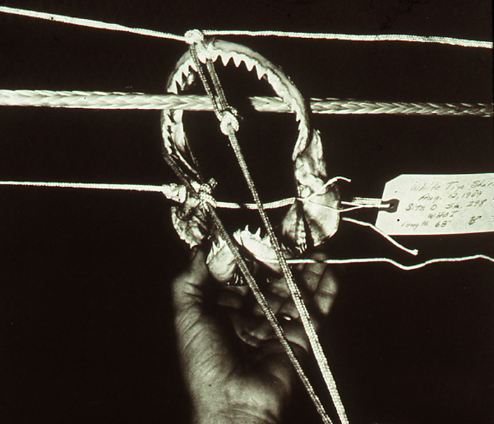 shark jaws used to cut mooring rope