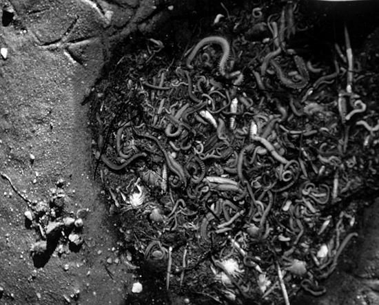 west falmouth oil spill victims