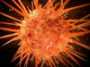 sea urchin