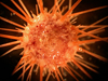 A sea urchin recovered from Alvin dive at7-13.
