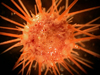 sea urchin