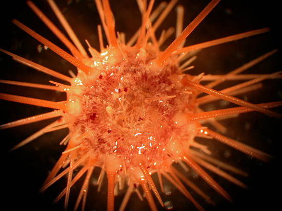 sea urchin