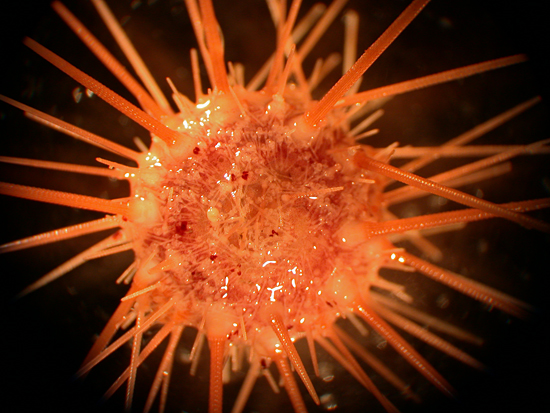 sea urchin