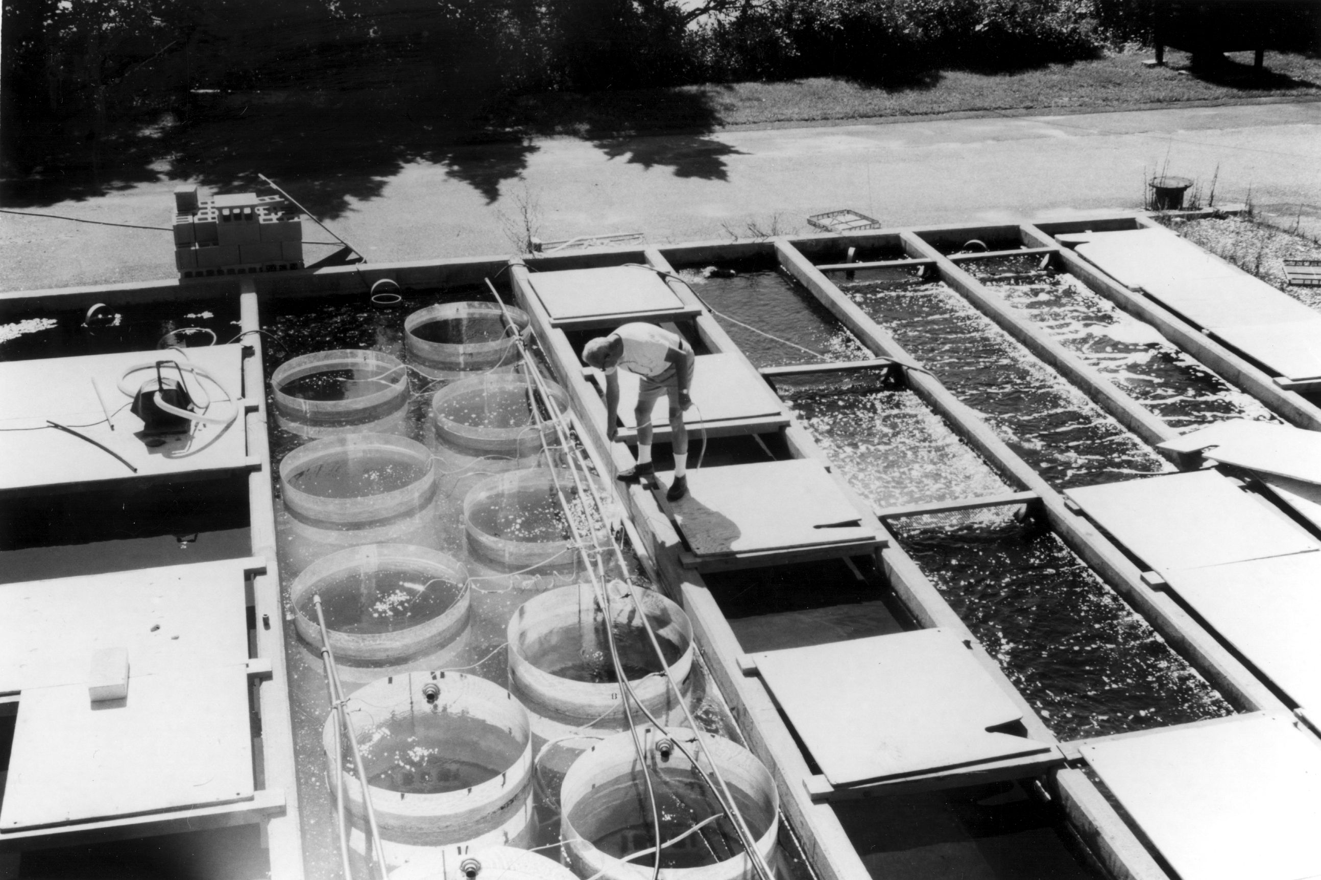 Nat Corwin in 1978 using the ESL raceways for a grazing experiment