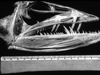 skull of lancet fish, Alepisaurus ferox, whose long, sharp teeth can inflict serious damage to mooring lines 