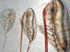 The four major species of copepods in the Beaufort Sea all have different sizes, different life cycles, and different prey.