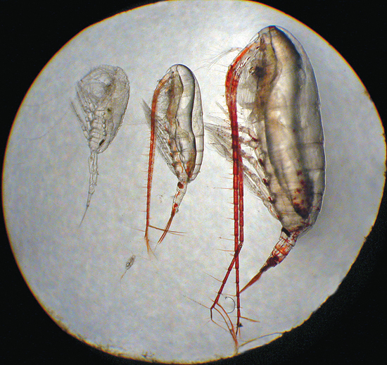 The four major species of copepods in the Beaufort Sea all have different sizes, different life cycles, and different prey.