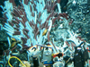 tubeworms at epr