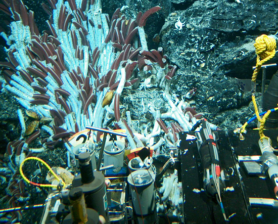tubeworms at epr