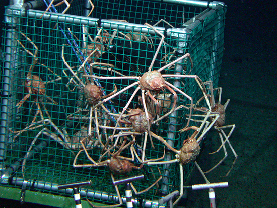 many crabs