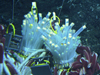 tubeworms and tubes