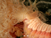 Terebellid worm under a microscope.