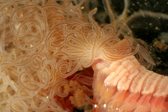 Terebellid worm under a microscope.
