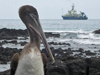 pelican