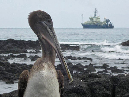 A brown pelican (Pelecanus occidentalis) checks out the WHOI-operated research vessel Atlantis off the coast of the Galapagos Islands in January 2009. R/V Atlantis and the Alvin submersible were there to recover ocean-bottom seismometers and other seafloor instruments.