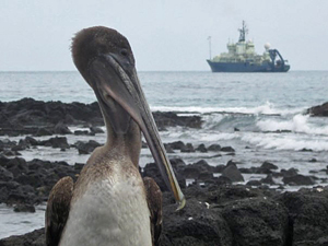 A brown pelican (Pelecanus occidentalis) checks out the WHOI-operated research vessel Atlantis off the coast of the Galapagos Islands in January 2009. R/V Atlantis and the Alvin submersible were there to recover ocean-bottom seismometers and other seafloor instruments.