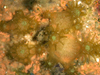 baby corals