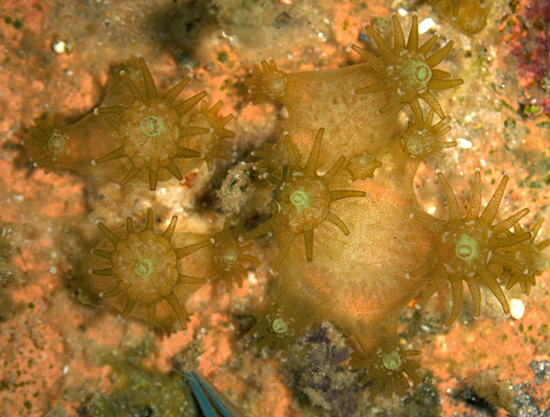 baby corals