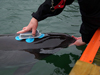 DeRuiter/Bahr D-tag being applied to a porpoise.