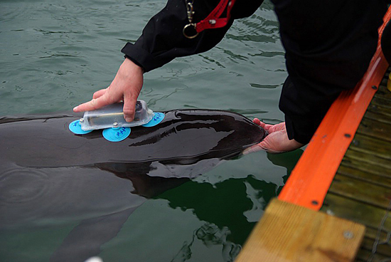 DeRuiter/Bahr D-tag being applied to a porpoise.