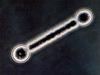 barbell bacteria