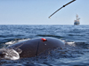 Whale tagging