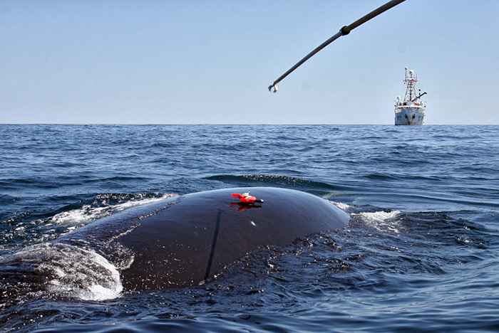 Whale tagging