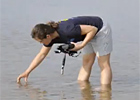 Sun, Sand, Waves...and Bacteria? 