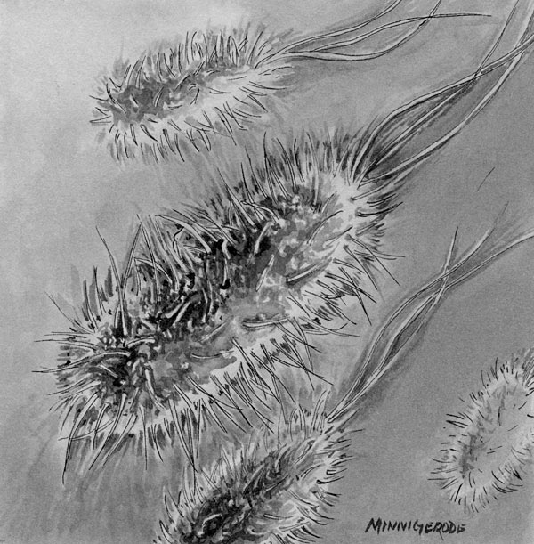Salmonella