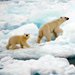 Polar Bear Population Likely to Become Extinct