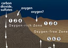 Microbial Life Below the Seafloor