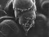 This specimen, Bulimina sp., measures about 400 x 250 micrometers (0.02 x 0.01 inch.)