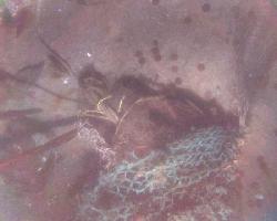 'Ghost' trawl net on Paul Palmer windlass