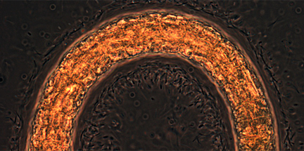 Trichodesmium strain H9-4