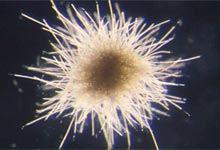 Microbial Interaction with Biogeochemical Cycles