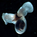 charismatic microfauna