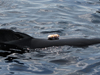 D-tag on long-finned pilot whale
