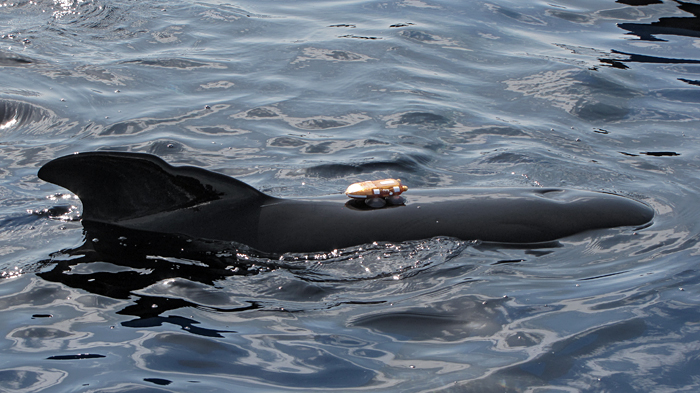 D-tag on long-finned pilot whale