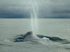 Bowhead surfacing