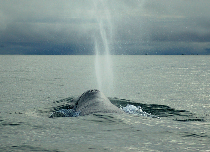 Bowhead surfacing