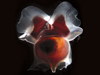 Sea butterfly