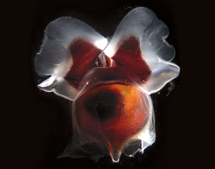 Sea butterfly